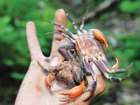 Loài cua 'háu chiến' ở An Giang, phải có bí kíp mới săn được đặc sản này