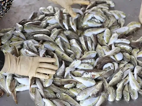 Loại cá kịch độc dễ gây tử vong nếu ăn nhầm, nhiều người vẫn vô tư không sợ