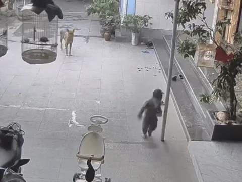 'Búp măng non' gặp sự cố trên sân nhà, bố mẹ xem camera mà đau lòng