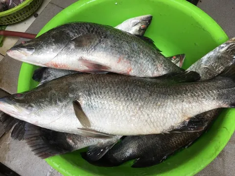 Chuyên gia chỉ ra 1 loại cá tốt cho sức khỏe hơn cá hồi, ở Việt Nam bán nhiều, giá lại rẻ