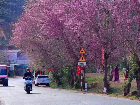 Mùa hoa anh đào 'nhuộm hồng' Đà Lạt