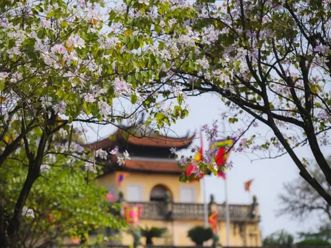 Ăn chơi cho hết tháng Giêng, mùa săn hoa đã đến khiến cả Hà Nội đứng ngồi không yên