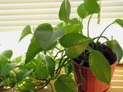 5 loại cây quen mặt nhưng tiềm ẩn rủi ro sức khỏe: Đừng đặt bừa trong phòng kín