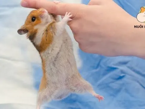 Các loại chuồng hamster được ưa chuộng nhất hiện nay