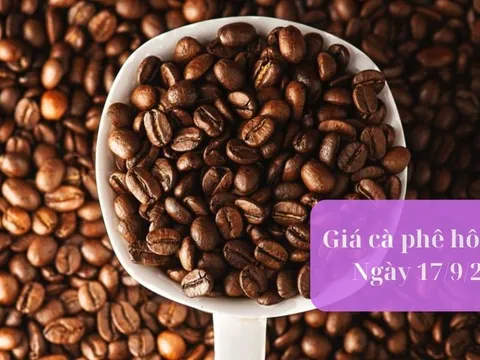 Giá cà phê hôm nay 17/9: Cà phê trong nước giảm nhẹ 100 - 200 đồng/kg