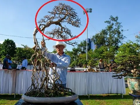 Ngắm dàn "quái cây" bonsai với dáng thế độc, giá lên đến tỷ đồng