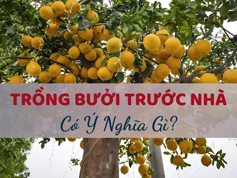 Trồng cây bưởi trước nhà có được không? Những lưu ý để tránh kỵ phong thủy khi trồng bưởi trước nhà