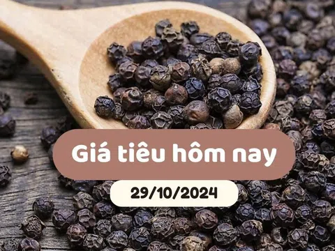 Giá tiêu hôm nay 29/10/2024: Thị trường chao đảo giảm tới 2,500 đồng/kg