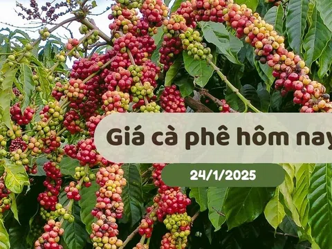 Giá cà phê hôm nay (24/1/2025): Đà tăng mạnh mẽ cả trong nước và quốc tế