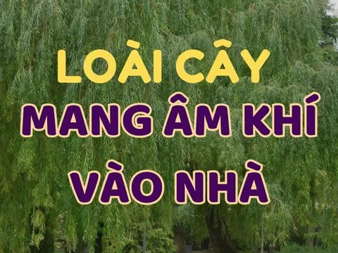 Người xưa có câu: "Trước cửa trồng cây âm, tiền bao nhiêu cũng mất sạch". Cây âm là cây gì?