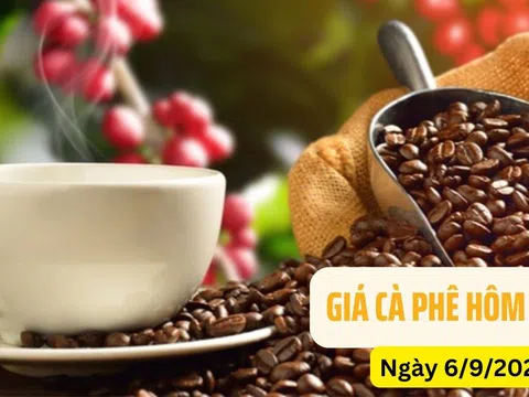 Giá cà phê hôm nay 6/9: Đồng loạt tăng mạnh 2.200 đồng/kg