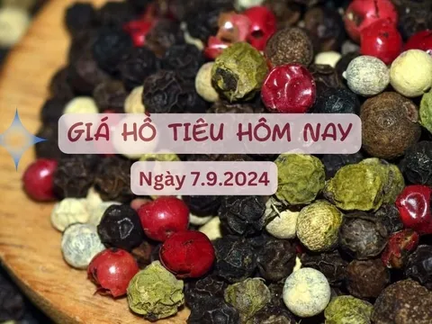 Cập nhật giá tiêu hôm nay 7/9/2024: Giá tăng mạnh, biến động khó lường