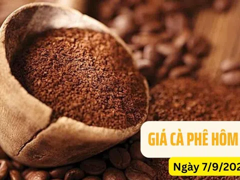 Giá cà phê hôm nay 7/9/2024: Thế giới giảm mạnh, trong nước tăng nhẹ