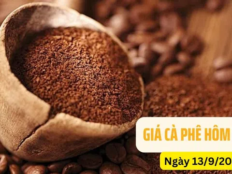 Giá cà phê hôm nay (13-9): Tăng mạnh ở cả trong nước và thế giới