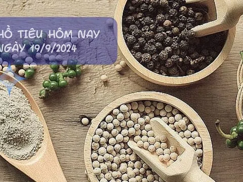 Giá tiêu hôm nay 19/9/2024: Giảm mạnh xuống dưới 150,000 đồng/kg