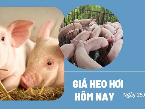 Giá lợn hơi hôm nay 25/9/2024: Tăng nhẹ 1.000 đồng/kg tại cả ba miền