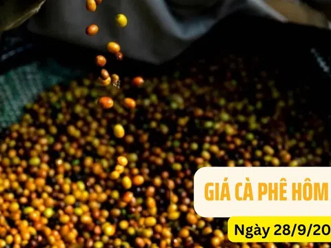 Giá cà phê ngày 28/9/2024: Biến động trái chiều, sản lượng giảm sút