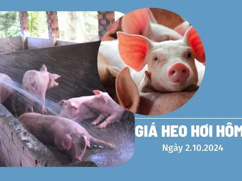 Giá heo hơi hôm nay 2/10: Miền Bắc tiếp tục dẫn đầu với mức 69.000 đồng/kg