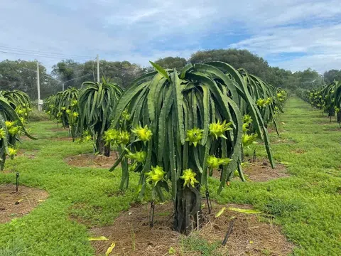 Thanh long vàng “cháy hàng” dịp Tết, nông dân lãi lớn