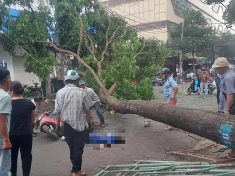 Khoảnh khắc hàng chục người dân túa ra đường giải cứu cô gái bị cây cổ thụ đổ đè lên người