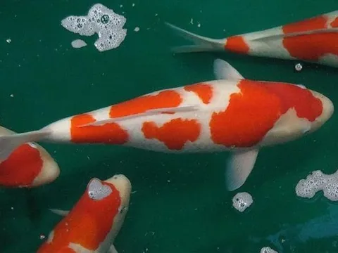 Sự thật thú vị về loài cá Koi giá hàng triệu đô