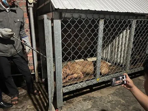 Bình Dương: Chó pitbull cắn xé cụ bà tử vong trước sự bất lực của người thân