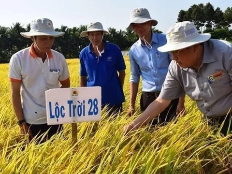 Lộc Trời tuyên bố đã hoàn tất thanh toán tiền lúa cho nông dân, chủ động tái cấu trúc tài chính