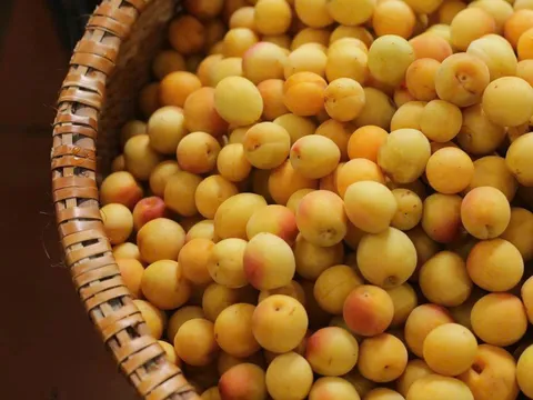 Mơ vàng vào mùa, dân Hà Thành "xếp hàng" chờ mua