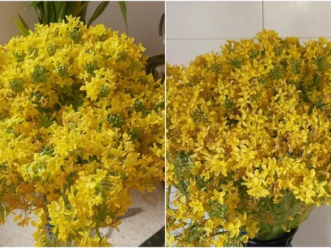 Sống 30 năm chưa bao giờ biết hoa súp lơ trông như thế nào cho tới khi cắm thử