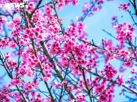 Hoa anh đào nở sớm, gọi xuân về vùng đất biên cương Điện Biên