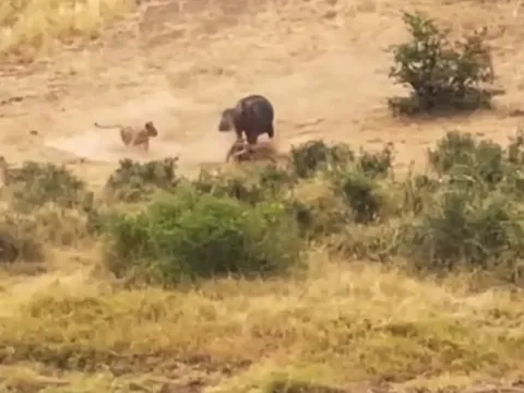 Video: Trâu rừng một mình "cân" 21 con sư tử