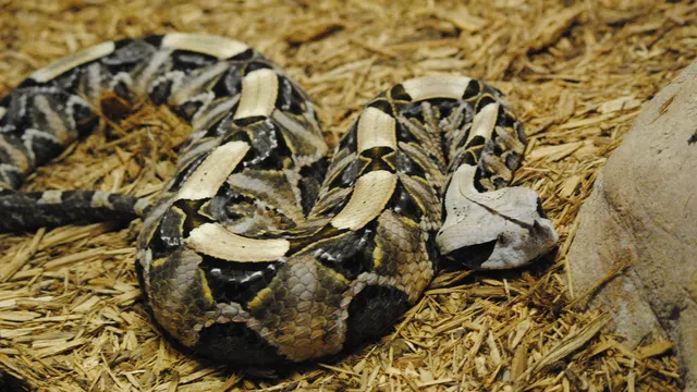 Hổ lục Gaboon - Loài rắn độc có vẻ ngoài và cách di chuyển `dễ thương` nhất thế giới