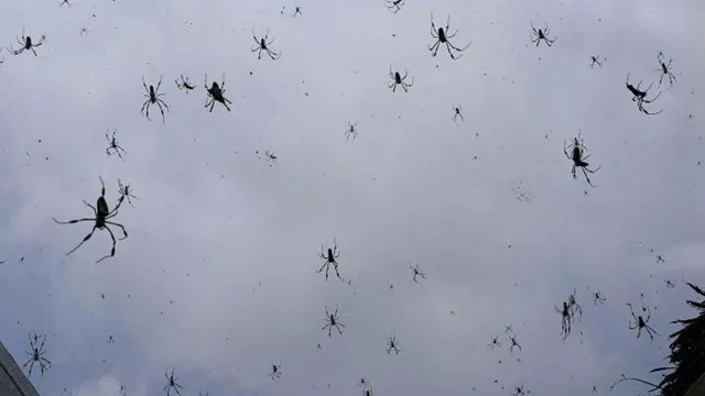 `Mưa nhện` kinh hoàng ở Brazil - hàng vạn con nhện lơ lửng trên bầu trời