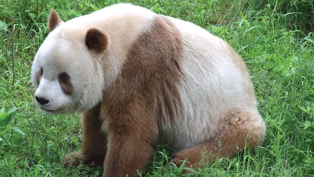 Chú gấu trúc có mầu lông độc nhất vô nhị ở Trung Quốc