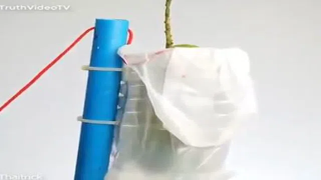 Cách làm dụng cụ bọc quả cây từ chai nhựa đơn giản mà thông minh
