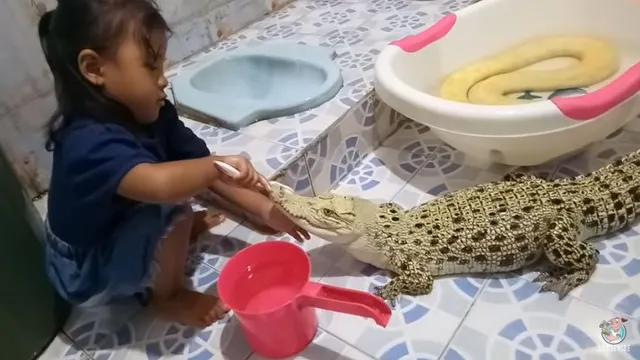 Bé gái "dũng cảm nhất thế giới" thản nhiên ngồi đánh răng, đánh phấn cho cá sấu