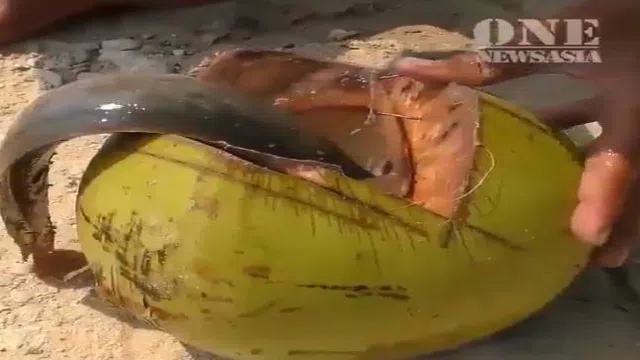 Đỉnh cao bẫy cá bằng quả dừa kiểu người Thái 