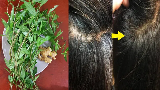 Bài thuốc chữa tóc bạc sớm hiệu quả từ cây cỏ mực ít ai biết