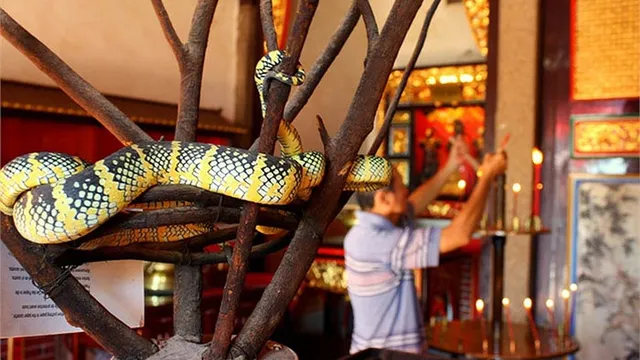 Ngôi đền rắn ở Malaysia - Nơi có hàng trăm con rắn độc bò trườn cạnh du khách