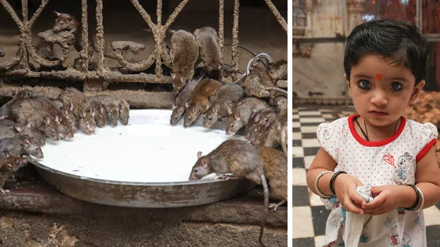 Thiên đường cho loài chuột ở Ấn Độ - nơi 20.000 con chuột được tôn thờ như những vị thần