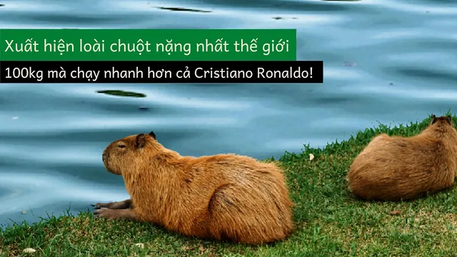 Xuất hiện loài chuột khổng lồ nặng 100kg chạy nhanh hơn Cristiano Ronaldo