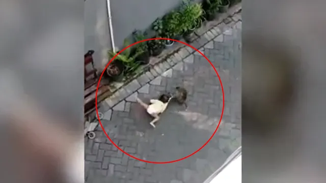 Hãi hùng bé gái đang ngồi chơi bị khỉ tấn công rồi kéo lê trong ngõ