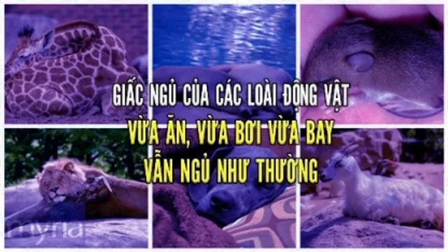 Kỳ lạ giấc ngủ của những loài động vật, vừa ăn vừa bơi vừa bay vẫn ngủ như thường