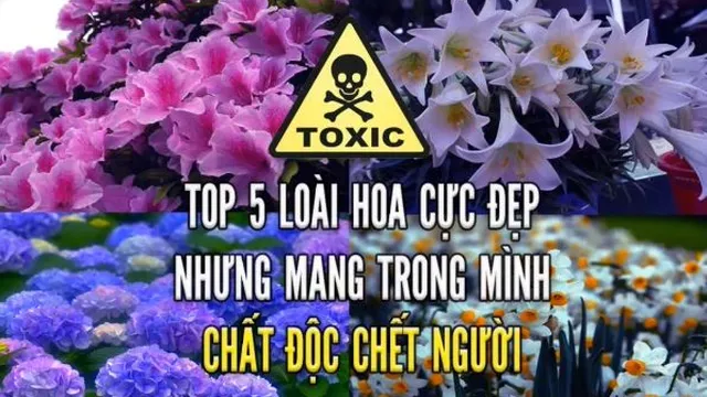 Cảnh giác với 5 loài hoa tuyệt đẹp nhưng mang trong mình chất độc nguy hiểm