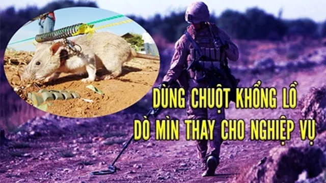 Những chú chuột khổng lồ trở thành siêu anh hùng nhờ khả năng rà phá bom mìn hơn cả chó nghiệp vụ