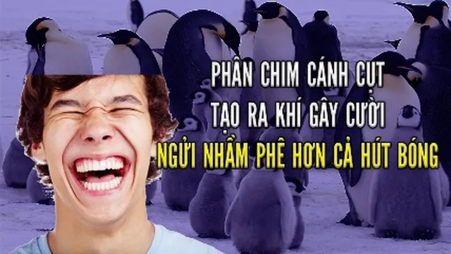 Phân chim cánh cụt tạo ra khí gây cười, các nhà nghiên cứu lỡ hít phải còn phê hơn hút bóng