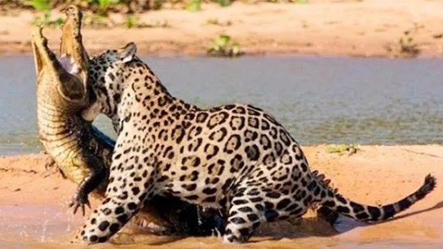 Động vật đại chiến số 30: Cá sấu chủ quan lên bờ tắm nắng bị báo phục kích
