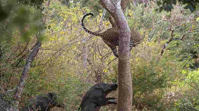 Động vật đại chiến số 91: Lợn rừng lùa báo gấm chạy có cờ