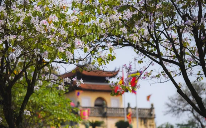 Ăn chơi cho hết tháng Giêng, mùa săn hoa đã đến khiến cả Hà Nội đứng ngồi không yên